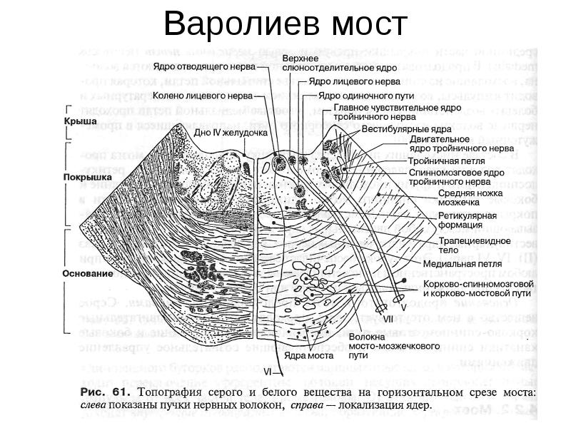 Строение продолговатого мозга на поперечном срезе ядра и проводящие пути схема