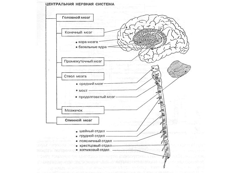 Схема головной мозг спинной мозг