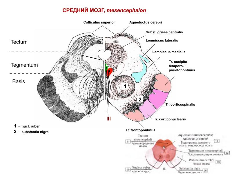 Средний мозг срез схема