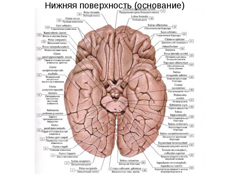 Схема борозд и извилин плаща собаки