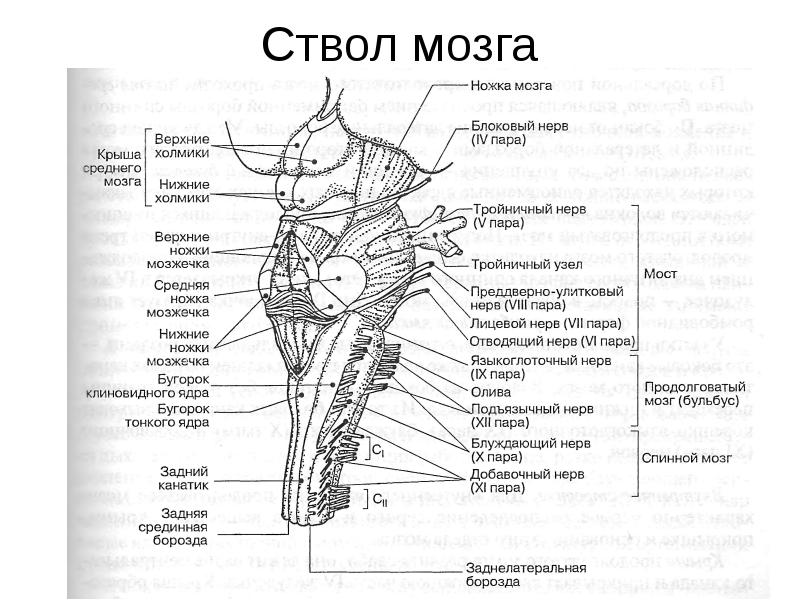 Какой цифрой на рисунке обозначен продолговатый мозг