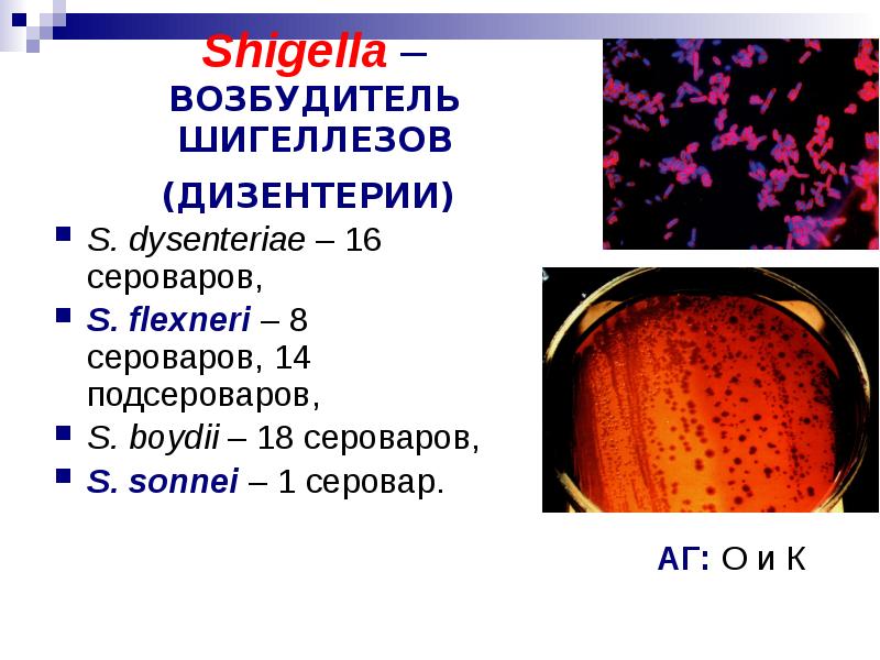 Презентация на тему шигеллез