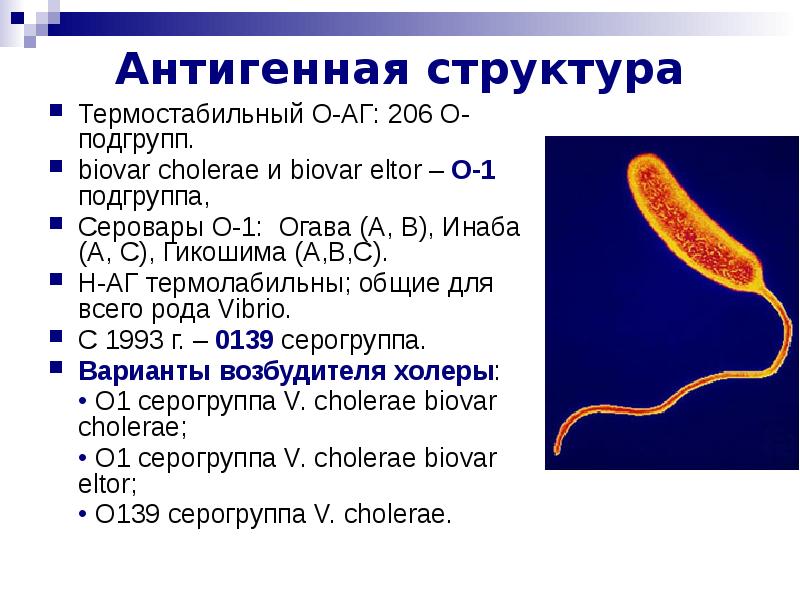Возбудителем холеры является. Возбудитель сифилиса антигенная структура. Антигенная структура микобактерий. Серовары холерного вибриона о1. Антигены возбудителя холеры о1.
