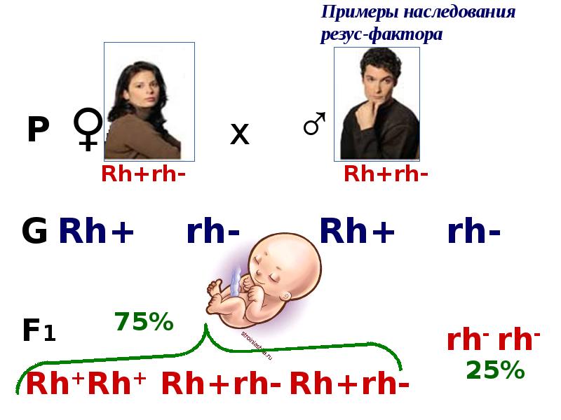 Презентация закономерности наследования