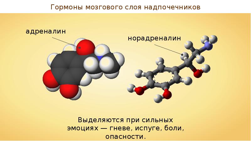 Гормон норадреналин презентация