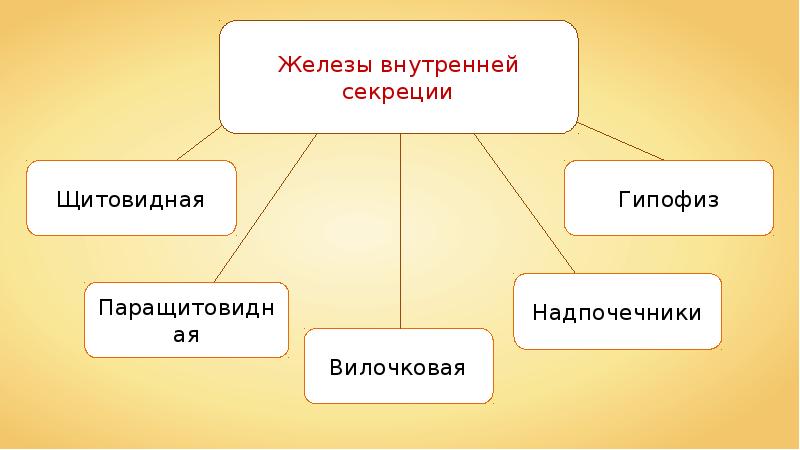 Железы внутренней секреции и их функции 8 класс презентация