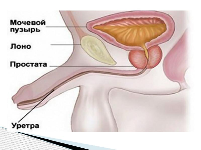 Уретра это у мужчин где находится картинка