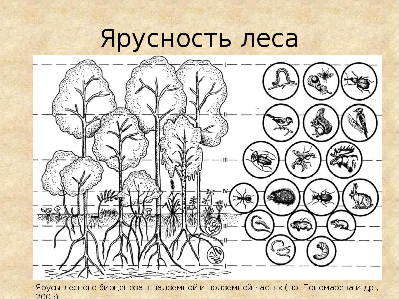 Ярусы леса схема 6 класс