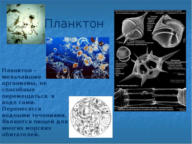 Жизнь в океане 7 класс география презентация