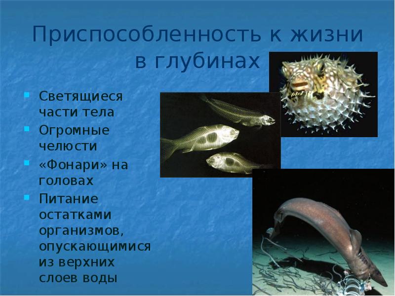 Презентация жизнь в океане 7 класс география