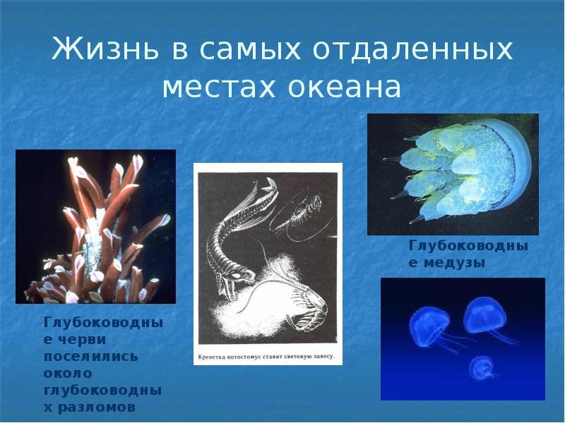 Жизнь в мировом океане 5 класс презентация