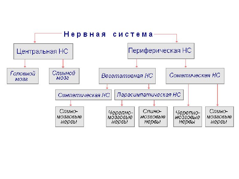 Схема классификации нервной системы