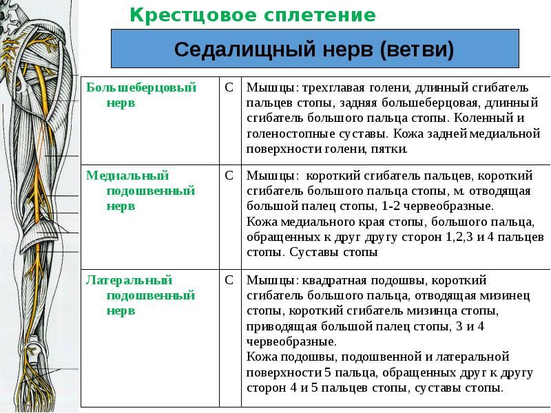 Областью иннервации крестцового сплетения являются