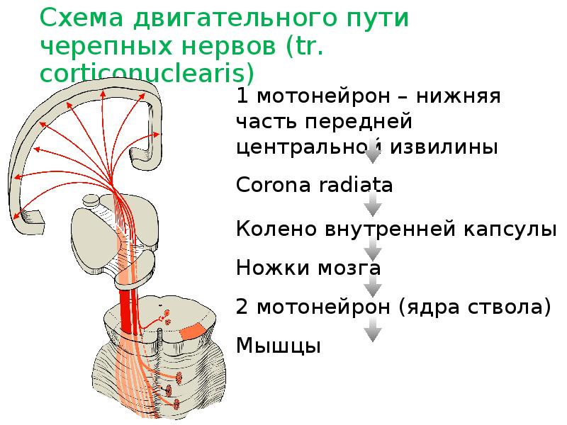 Двигательный путь схема