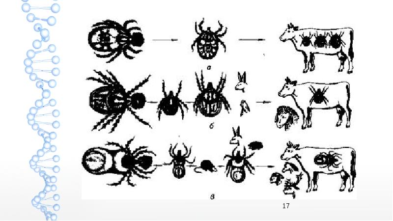 Биология развития животных. Иксодовые клещи цикл развития. Иксодовые клещи биология развития. Цикл развития иксодового клеща схема. Морфология иксодовых клещей.