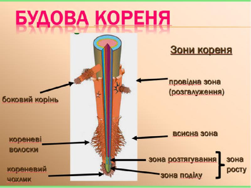 Корень схема биология