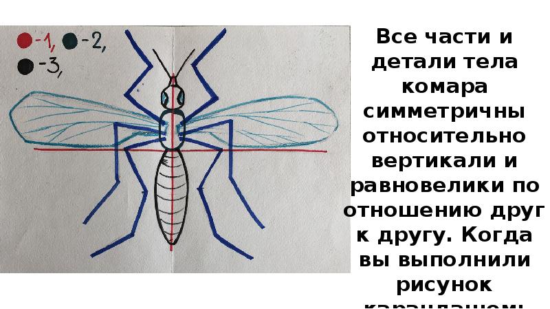 Тип симметрии комара