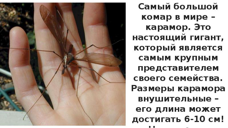 В каком месяце комары. Укус комара долгоножки. Малярийный комар долгоножка опасен. Личинка комара долгоножки.
