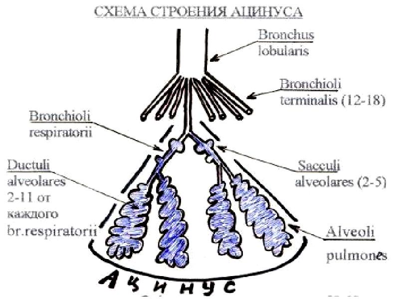 Схема строения ацинуса