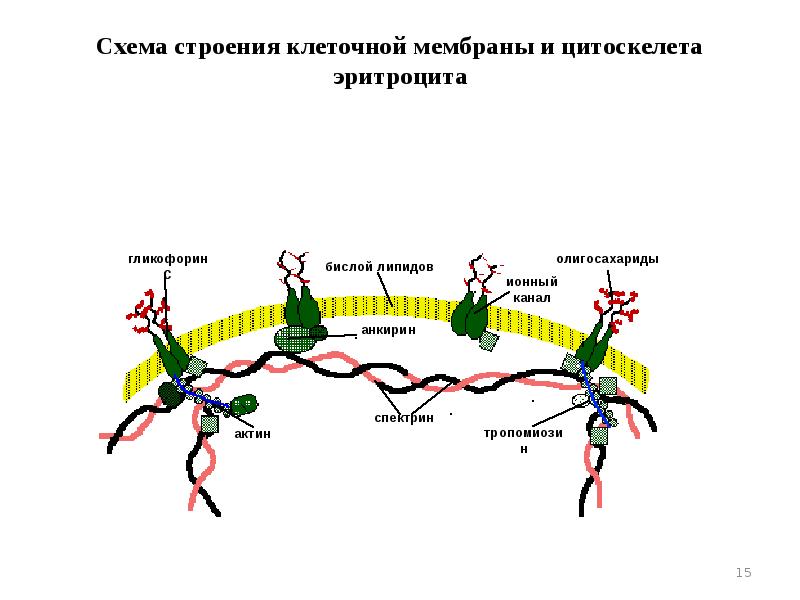 Оболочка эритроцита. Схема строения мембраны эритроцита. строение мембраны эритроцита. строение цитоскелета эритроцитов. спектрин и гликофорин.