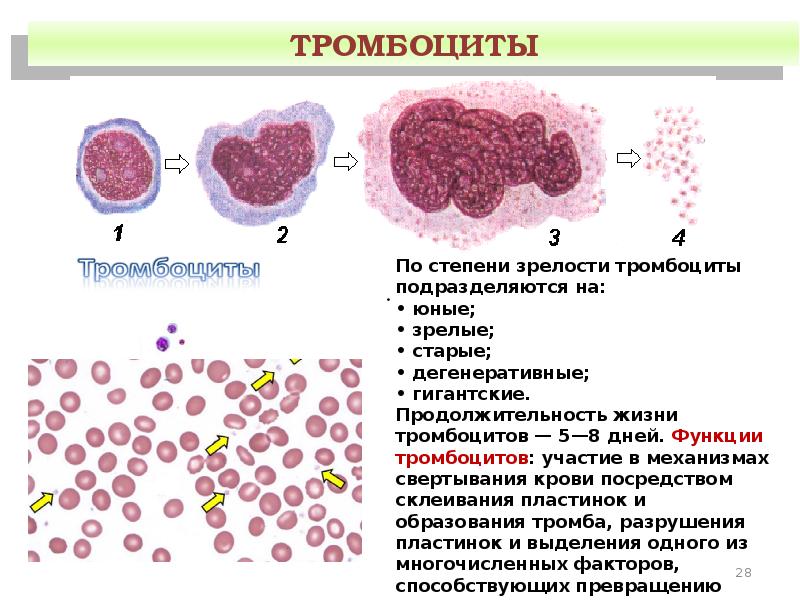 Кровь и лимфа гистология презентация