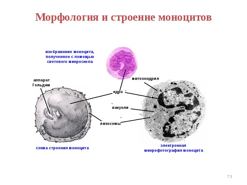 Макрофаг рисунок гистология