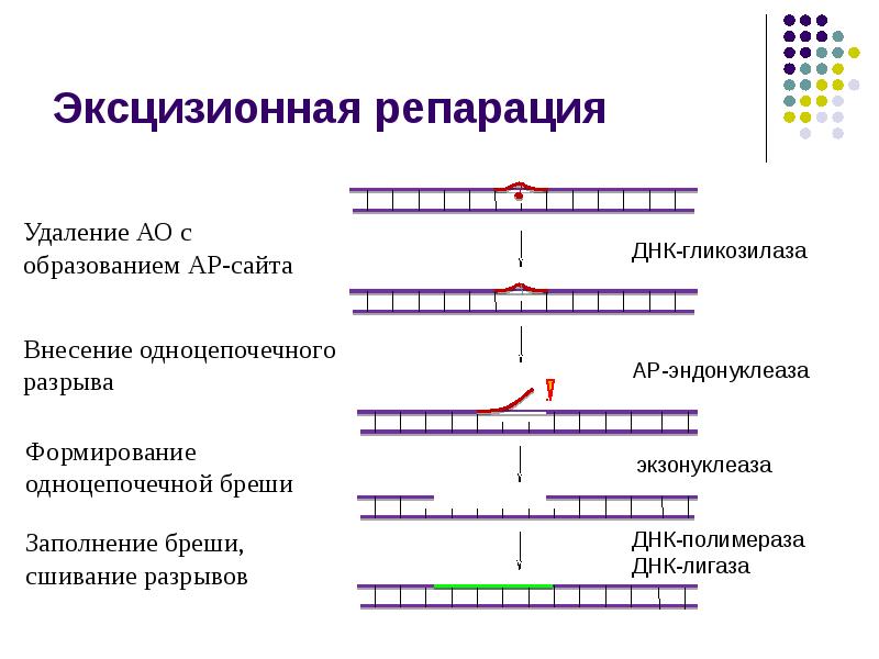 Схема репарации днк биохимия