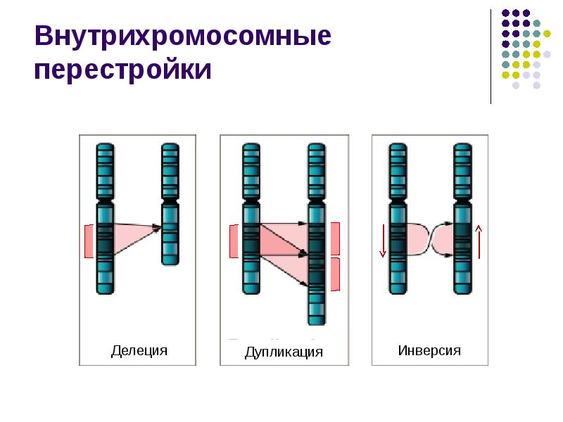 На какой из картинок изображена хромосомная мутация транслокация