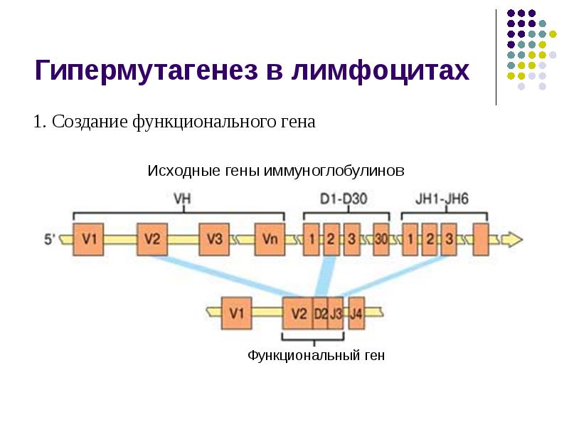 Мутации и мутагены презентация