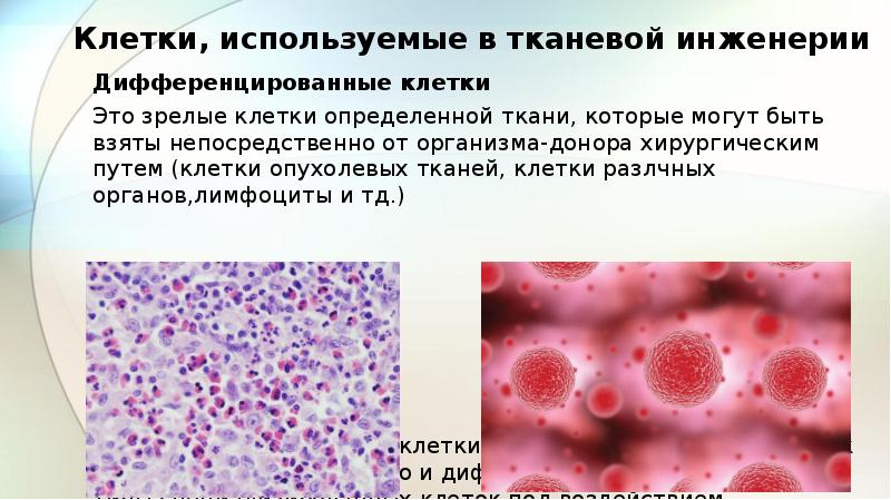 Зрелые клетки. Дифференцированные клетки. Клетки дифференцированы это. Дифференцированные ткани и органы это. Клетки димфирицироваеы.