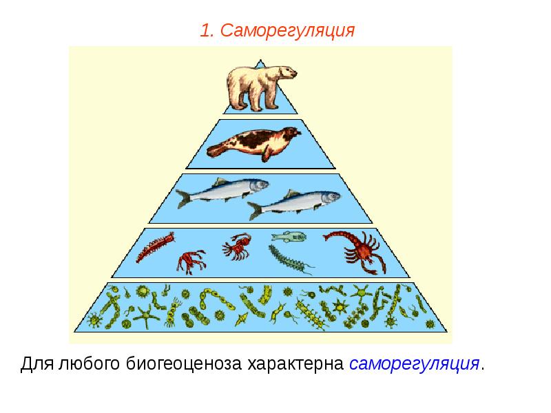 Саморегуляция картинки биология