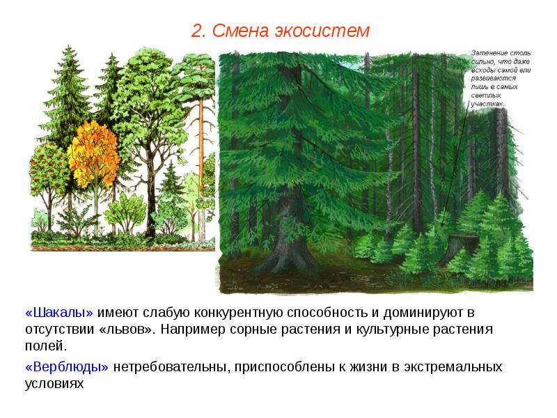 Смена экосистемы примеры. Смена экосистем. Изменение экосистемы. Этапы смены экосистем. Естественная смена экосистем.