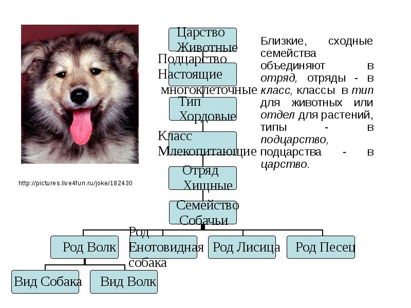 Царство вид тип. Царство Подцарство отдел класс семейство род вид. Царство Подцарство Тип класс отряд семейство род вид собаки. Царство животных Подцарство Тип класс. Империя царство Подцарство Тип класс.