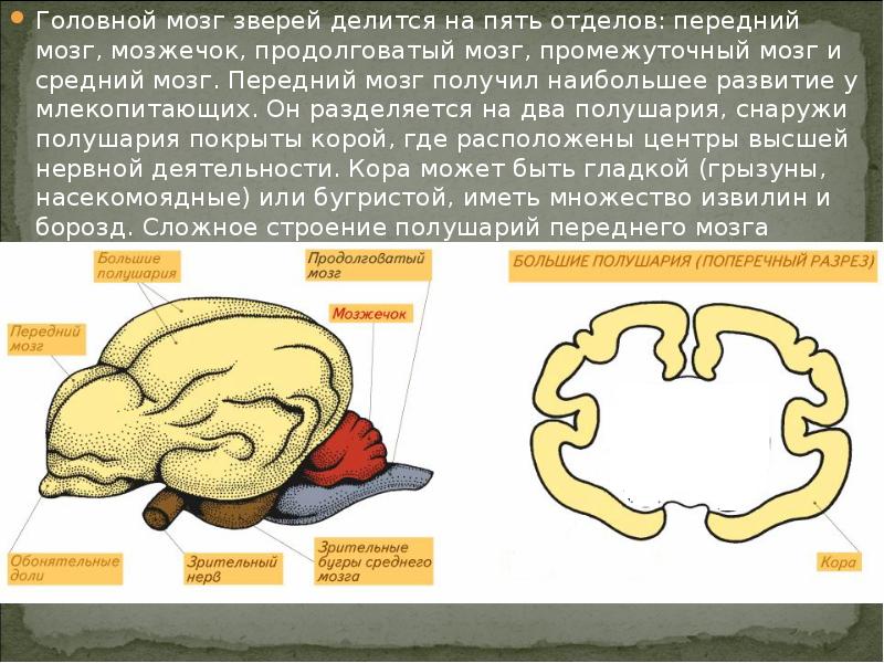 Выбери рисунок на котором представлен мозг млекопитающего