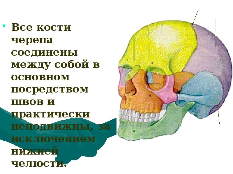 Кости черепа соединены. Как соединены между собой кости черепа. Кости черепа соединяются между собой. Кости черепа соединены между собой собой. Кости черепа презентация.