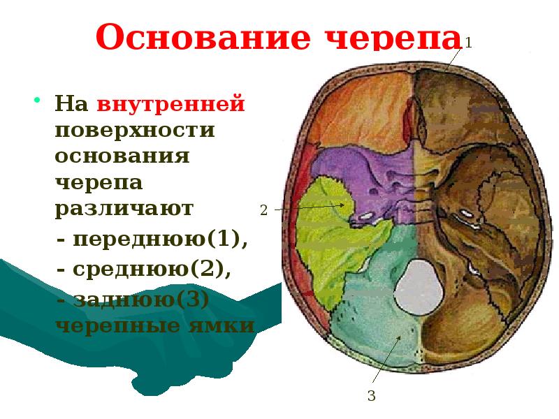 Арийский череп особенности фото и описание