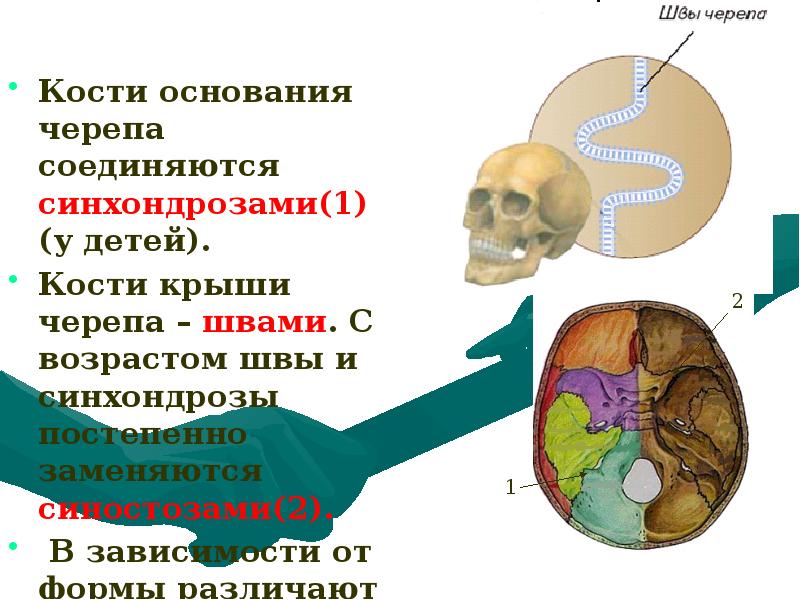 Кости и швы черепа