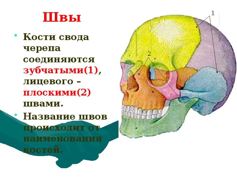 Теменная кость неподвижная. Соединение костей свода черепа. Кости лицевого черепа швы. Как соединены между собой кости черепа. Кости мозгового черепа соединяются швами.