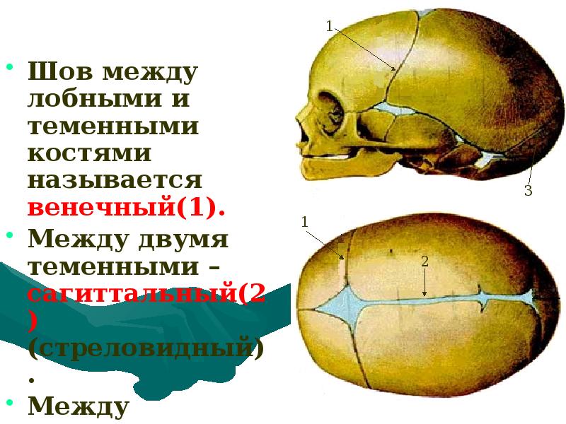 Лобно-теменной шов черепа. Соединения костей черепа швы черепа венечные. Сагиттальный шов лобной кости.