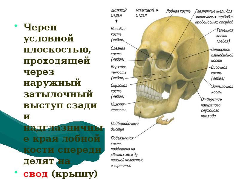 Наружный затылочный Выступ черепа. Соединение костей мозгового черепа. Теменные кости черепа. Развитый подбородочный выступ череп