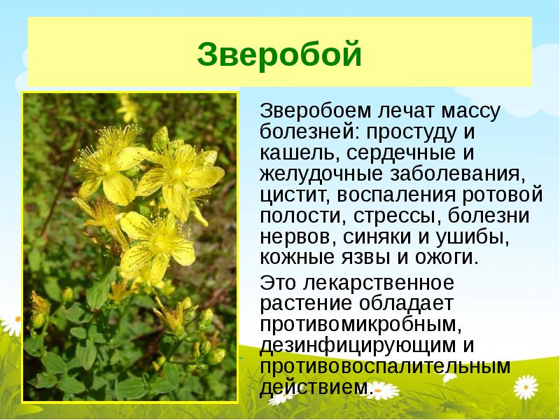 Для чего нужен зверобой. Пижма и зверобой. Зверобой польза. Зверобой жизненная форма.