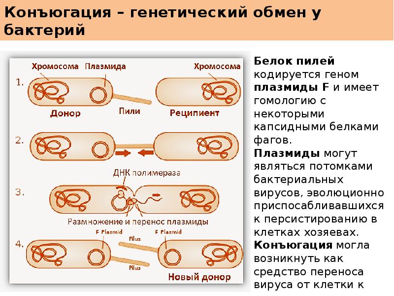 Генетический обмен