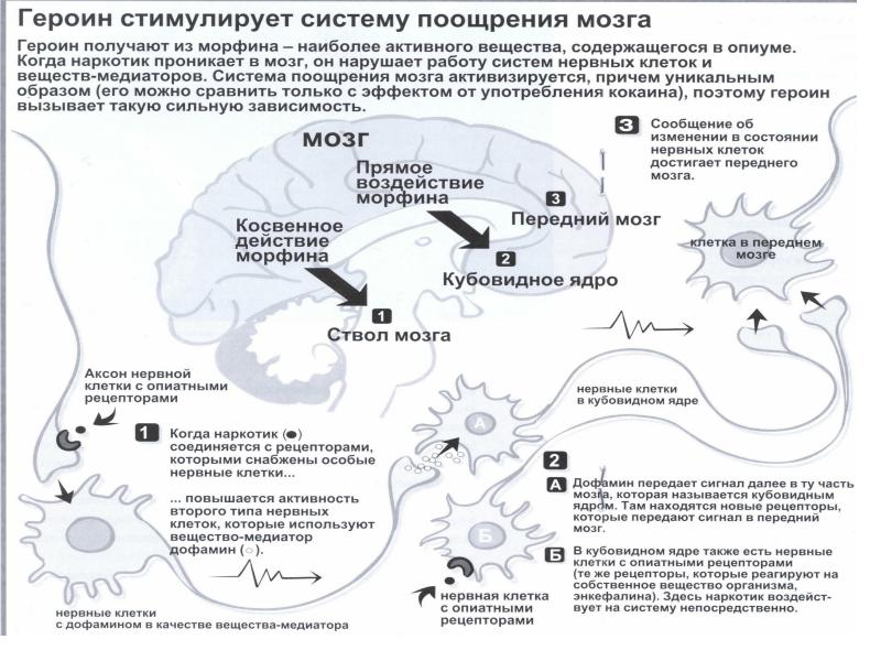 Влияние наркогенных веществ на процессы в клетке презентация