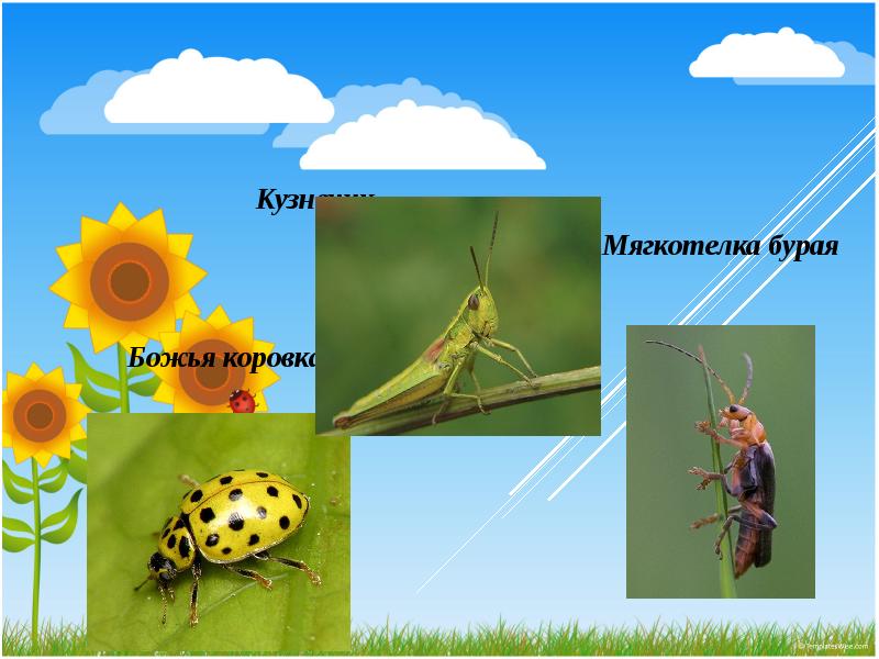 Царство цветов и насекомых. Презентация на тему животные Луга. Презентация на тему растения и обитатели Луга. Животные Луга презентация 4 класс. Животные и растения Луга 4 класс.