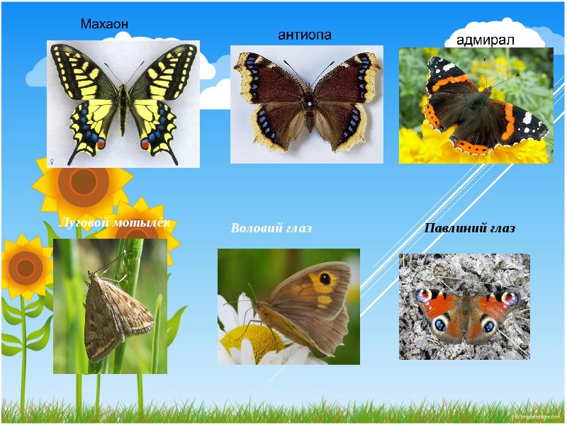 Бабочки картинки окружающий мир. Луговые бабочки названия. Названия животных Луга. Название бабочек окружающий мир. Насекомые на лугу названия.