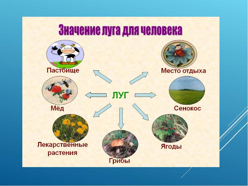 Презентация по окружающему миру 2 класс животные луга школа 21 века