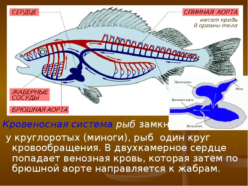 На рисунке сердце рыбы обозначено цифрой