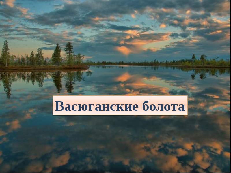 Какова важнейшая функция васюганских болот