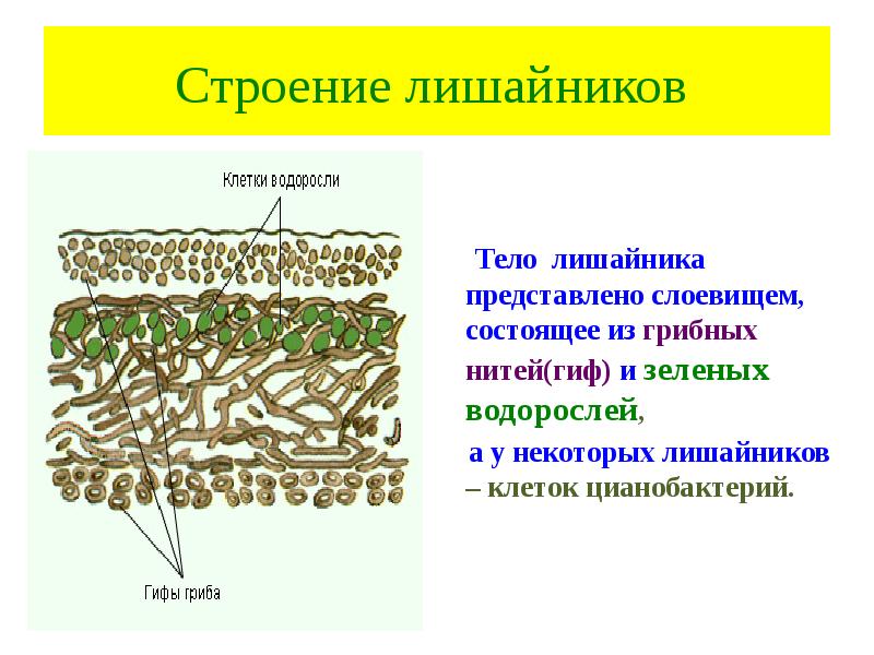 Клетки водоросли в теле лишайника ответ