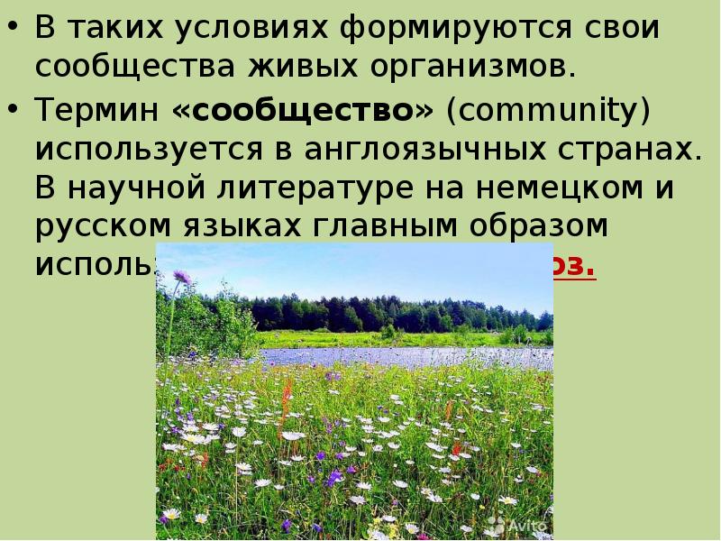 Какое природное сообщество россии. Природные сообщества. Характеристика природного сообщества. Природное сообщество презентация 6 класс. Природные сообщества фото.